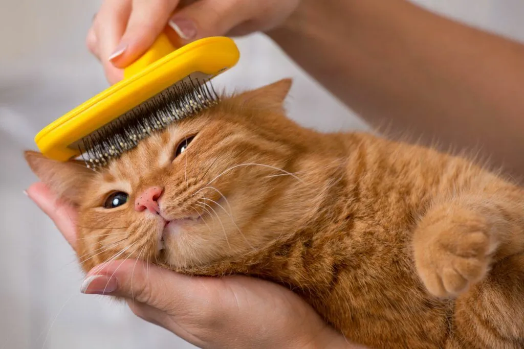 Brushing a dog at home