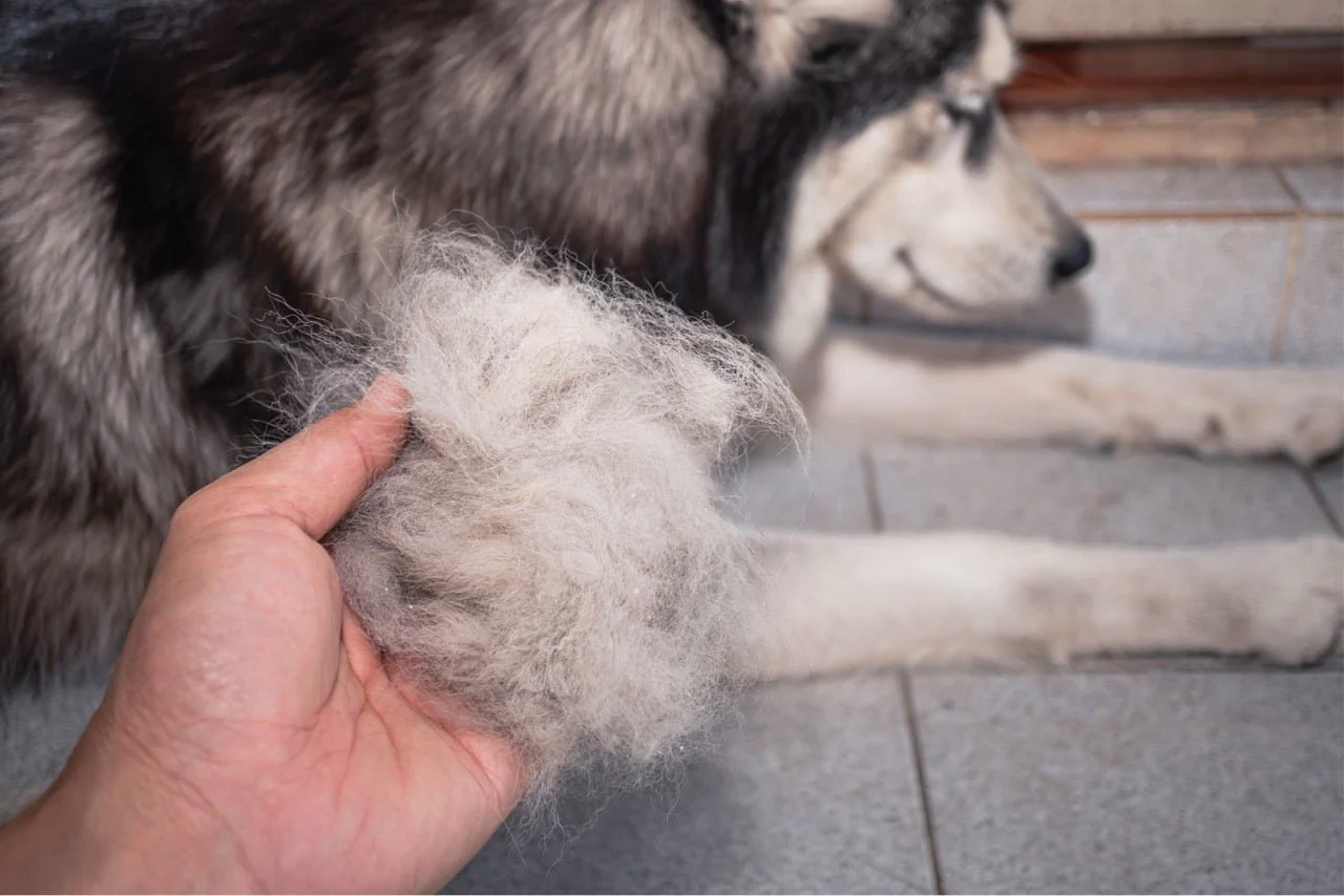 Dog being groomed professionally