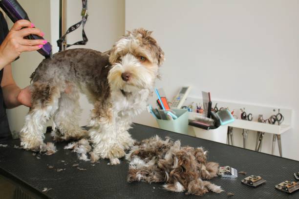 Groomer patiently working with a nervous dog